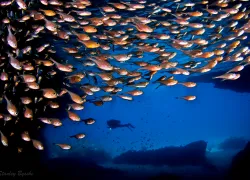 for_dive_curacao_by_stan_bysshe_the_blue_room.jpg.webp