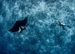 four-seasons-explorer-manta-expedition.jpg.webp