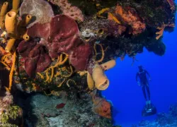 free_dive_mexico_prodive.jpg.webp