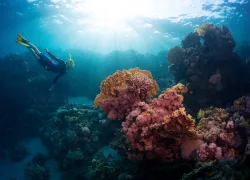 freediver-tropical-coral-reefs-shutterstock-dudarev-mikhail.png.webp