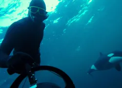 freediving_with_killer_whales_david_buendia_photography_.still.jpg.webp
