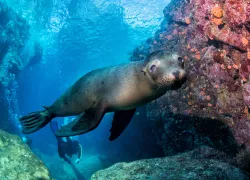 galapagos-seal-shutterstock-andrea-izzotti.jpg.webp
