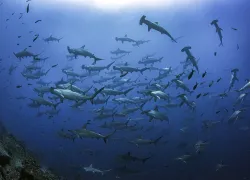 galapagos_shark_diving_digital_wbdr_article_image_x.png.webp