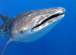 galapagos_whaleshark_px.jpg.webp