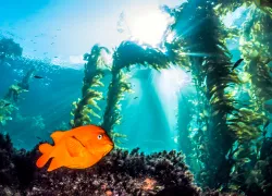 garbaldi.kelpforest.scubadivingmagazine.june.jpg.webp