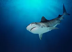 generic-tiger-shark-shutterstock.jpg.webp