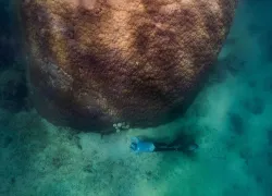 giant-coral-orpheus-island-woody-spark.jpg.webp