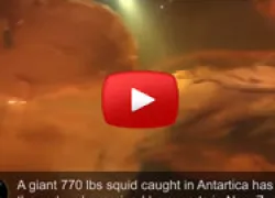 giantsquid.jpg.webp