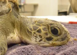 gili_sea_turtle_south_carolina_aquarium_.jpg.webp