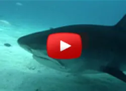 ginger_zee_shark.jpg.webp