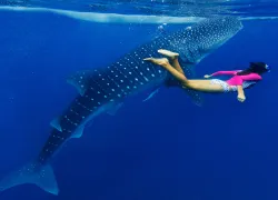 girl-snorkel-whale-shark-shutterstock-max-topchii.jpg.webp