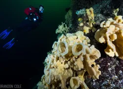 glass-sponge-reefs-diver-with-garden-brandon_cole_.jpg.webp