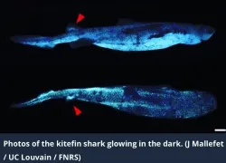 glowing-shark-jerome.jpg.webp
