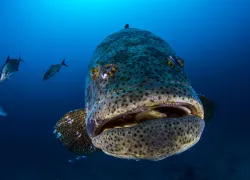 goliath_grouper_fishing_florida__shutterstock_.jpg.webp