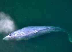 gray-whale-aerial-video.jpg.webp