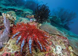 great-barrier-reef-.jpg.webp