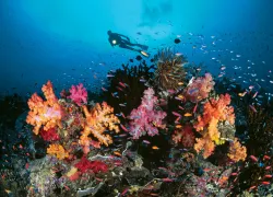 great-barrier-reef-reefscape-gary-bell.jpg.webp