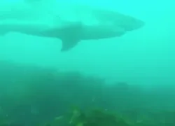 great-white-shark-australia.png.webp