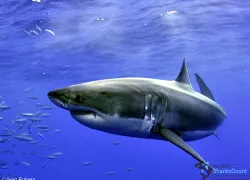 greatwhite_ivanrutzen   .jpg.webp