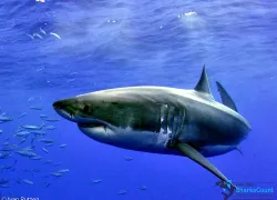 greatwhite_ivanrutzen-  .jpg.webp