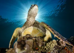 green-sea-turtle-renee-capozzola.jpg.webp