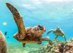 green-sea-turtle-shutterstock_.jpg.webp
