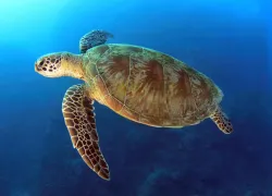 green-sea-turtle_australia_shutterstock.jpg.webp