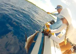 grey-reef-shark-tagging.jpg.webp