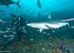 greyreef_maryomalley-  .jpg.webp