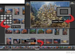 grid-loupe_composite.jpg.webp
