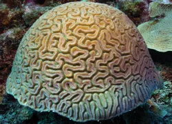 grooved-brain-coral.jpg.webp