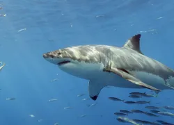 guadalupe-cage-diving-video-teaser.jpg.webp