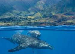 guide-to-diving-maui-david-fleetham-.jpg.webp