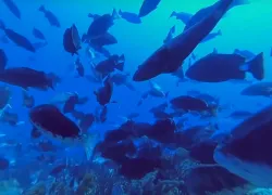 guy_harvey_grouper_spawning_teaser.jpg.webp