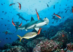 hammerhead-isla-cocos-damien-mauric.jpg.webp