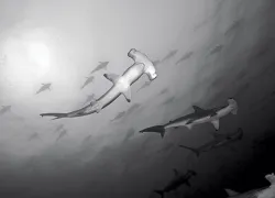 hammerheads.jpg.webp