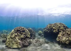 hanauma-bay-hawaii--.jpg.webp