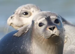 harbor-seals-smartphones.jpg.webp