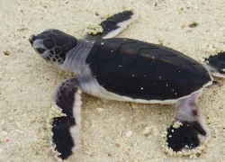 hatchling-heron-island-holly-gaskill.jpg.webp
