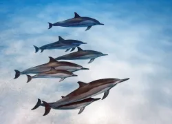 hawaii-best-overall-diving-readers-choice-scd.jpg.webp