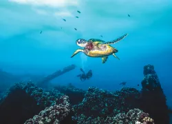 hawaii-sea-turtle-jennifer-idol.jpg.webp
