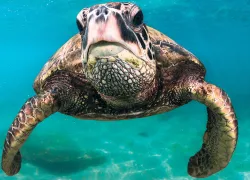 hawaii-turtle.jpg.webp