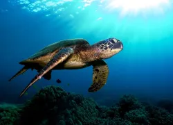 hawaii_istock.jpg.webp