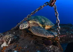 hawaiian_sea_turtle_by_jeff_mondle_teaser.jpg.webp