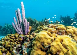 healthy-coral-reefs-bonaire-.jpg.webp