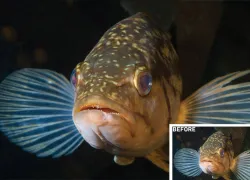 how-to-remove-backscatter-underwater-tutorial-photoshop.jpg.webp