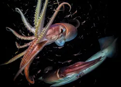 humboldt-squid-encounters-teaser.jpg.webp