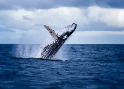 humpback-jumping-shutterstock-nico-faramaz.jpg.webp