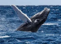 humpback-silver-bank.jpg.webp