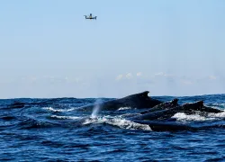 humpback-whale-drone-vanessapirotta-scd.jpg.webp